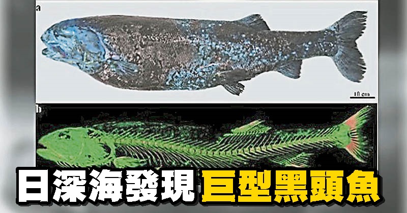 駿河湾の深海魚 Today Is Summer Vacation